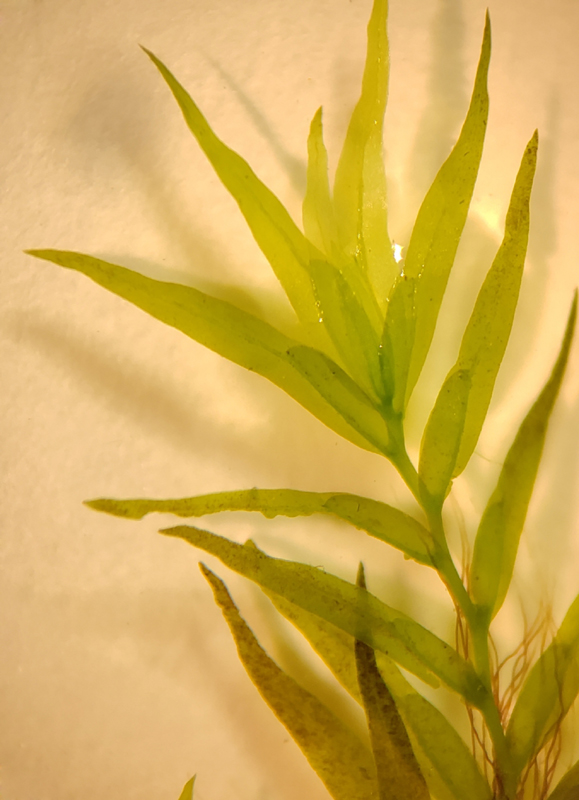Fissidens fontanus